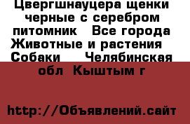 Цвергшнауцера щенки черные с серебром питомник - Все города Животные и растения » Собаки   . Челябинская обл.,Кыштым г.